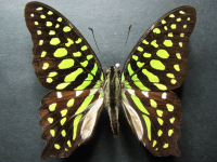 Adult Male Upper of Green Spotted Triangle - Graphium agamemnon ligatus